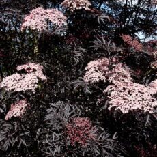 5038838019876 1 Sambucus Nig Por Black Lace Eva 12L.jpg